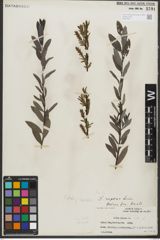Foto von Salix repens subsp. repens L.